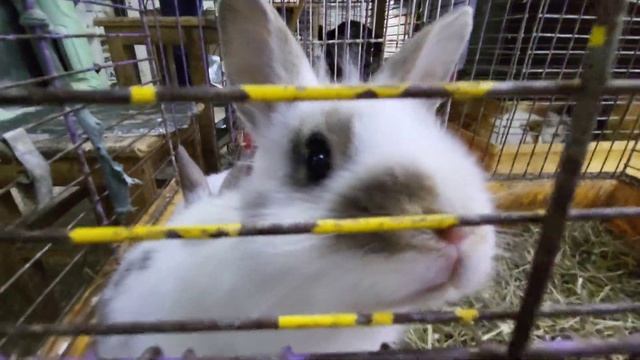 ВЫСТАВКА ФИАЛОК В г. СУМЫ 🪷 ЕВРОБАЗАР! ЦЕНТРАЛЬНЫЙ РЫ?