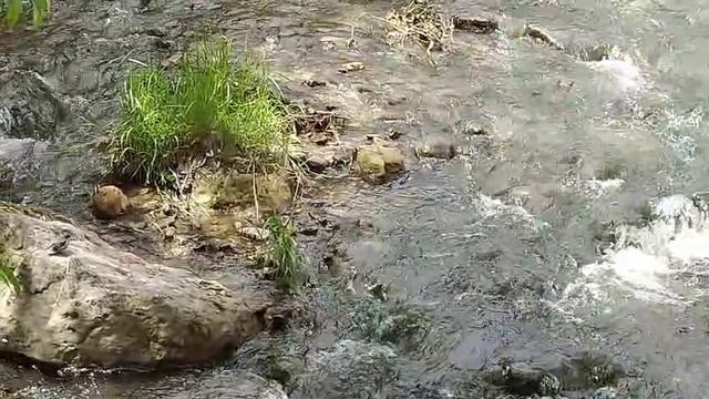 Забавная птичка оляпка, кормит своего птенца в речке Ольховка, в Кисловодском парке!