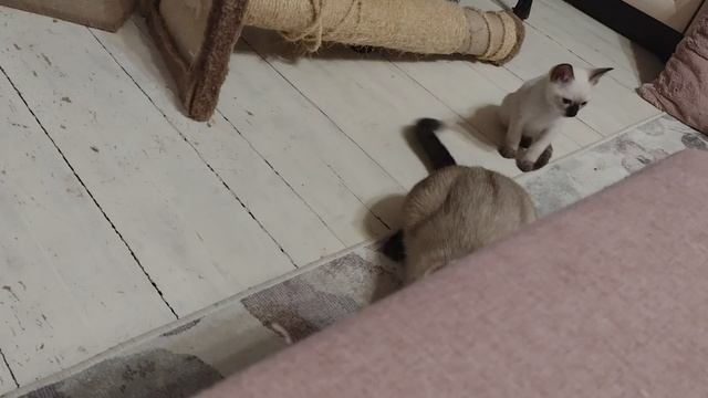 Кошка принесла котятам игрушку, но решила сама с ней поиграть