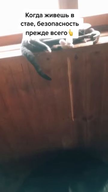 кот в долгой обороне...
