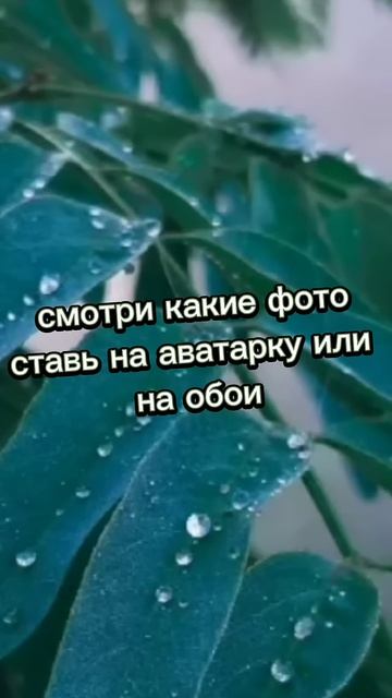 #милые#фотки#котики#хорошего#дня#котик#💗#🐱#🌼#