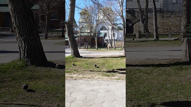 Храм в честь св. блгв. кн. Александра Невского Петропавловск-Камчатский, перезвон май 2025