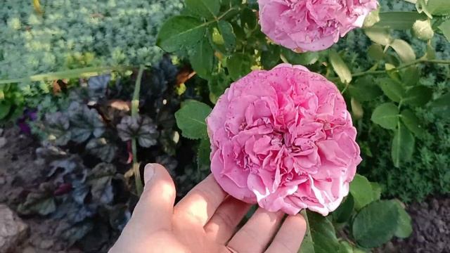 глория дей, ла палома, восточный экспрес, кордес юбиле?