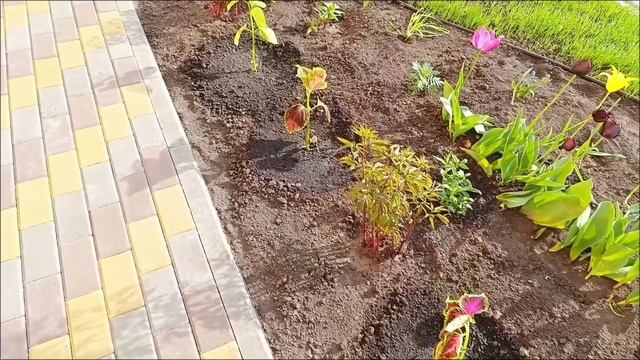 Сажаю цветочки🌺 Посадили картошку🥔