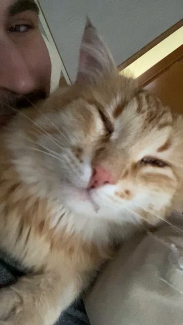Котэ 🐱