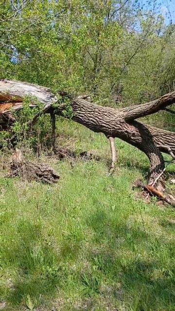 поваленное дерево в лесу