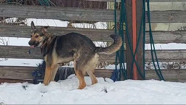 Задорная крастока Дженни ищет дом!