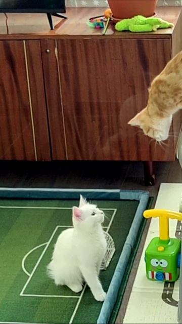 Прыжок рыжего котенка.
