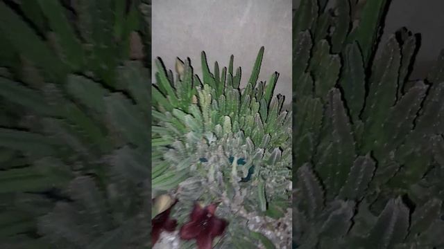 Ночью намного ярче выглядит мой прекрасный цветочек?