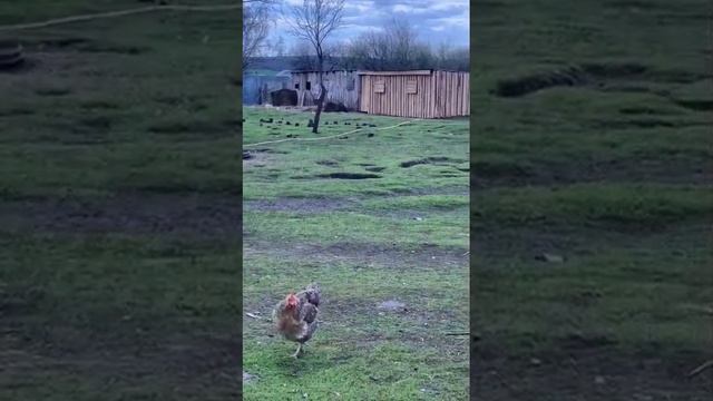 Это моя фазенда