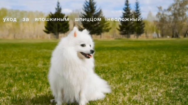 Описание японского шпица