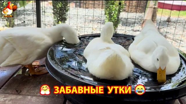 Забавные утки мускусные и пекинские на свободном выгуле ч.(26) ❣️🤗😂