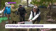 Во Владивостоке высадили десятки саженцев краснокнижного рододендрона