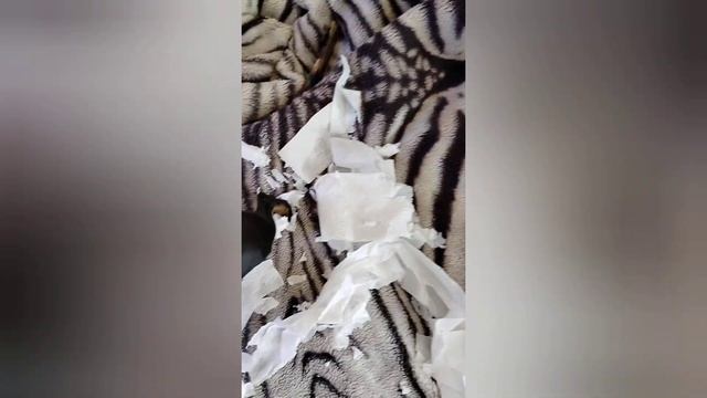 Обзор цветущих фиалок + пестролистники🥰🌷