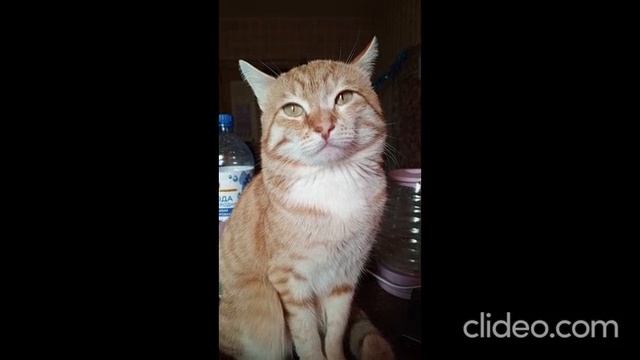 Домашние радости))) Котик Борис))