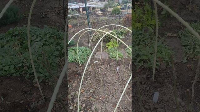 Укрытие и обрезка роз
