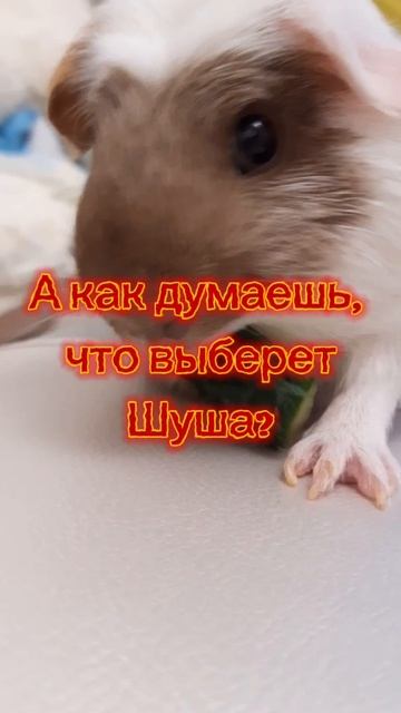 А что выберешь ты? #hamster #vibor #выбирашки #уходзахомячками #хомяк