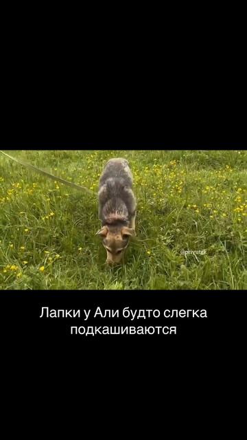Аля внезапно ослепла и стала «опасной для общества». Поможем обследовать слепую собачку?