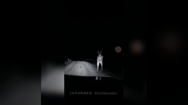 Наш TG https://t.me/liveofcats