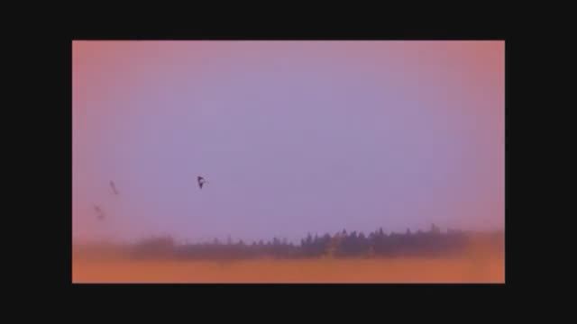 Журавли(Vladimir Korotaev)