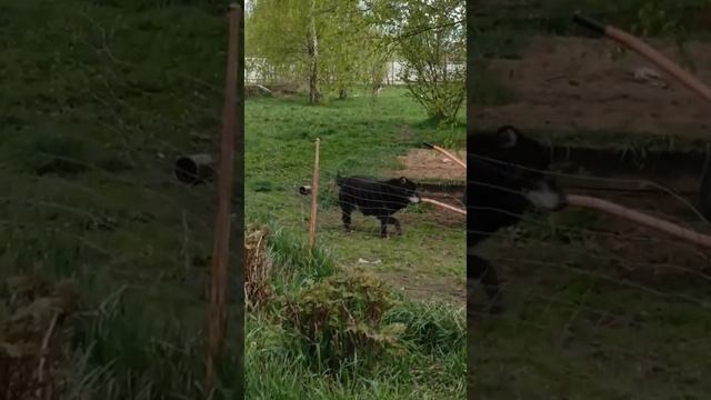 Дуся и все остальные