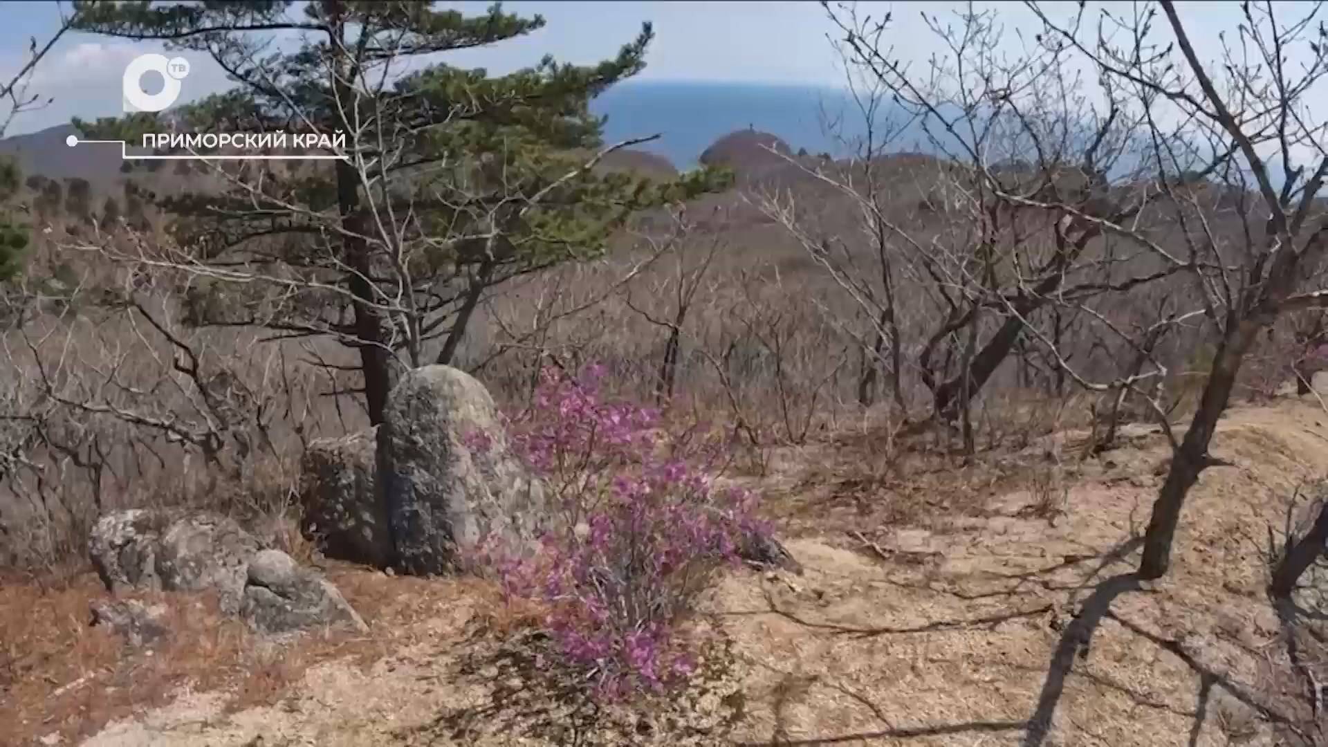 Разведка блогом / Цветение рододендрона / 20.05.25
