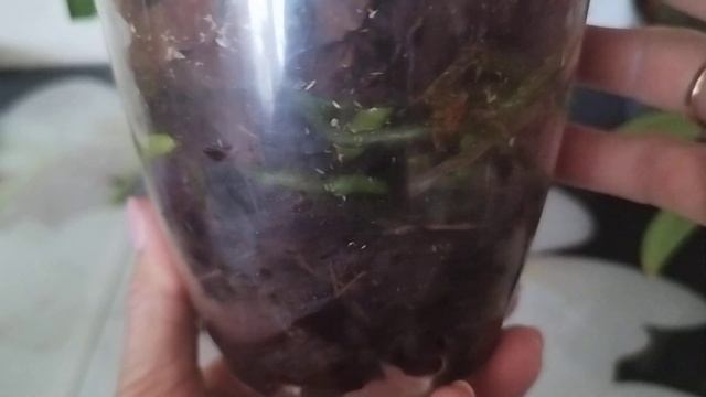 2 Красотки, Льюис Берии и Сапфир