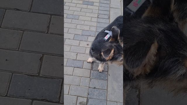 боня
