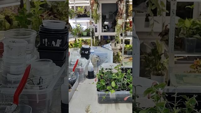Волшебные коробочки. Заглянем 🤔☘️🌸🌺#комнатныерас