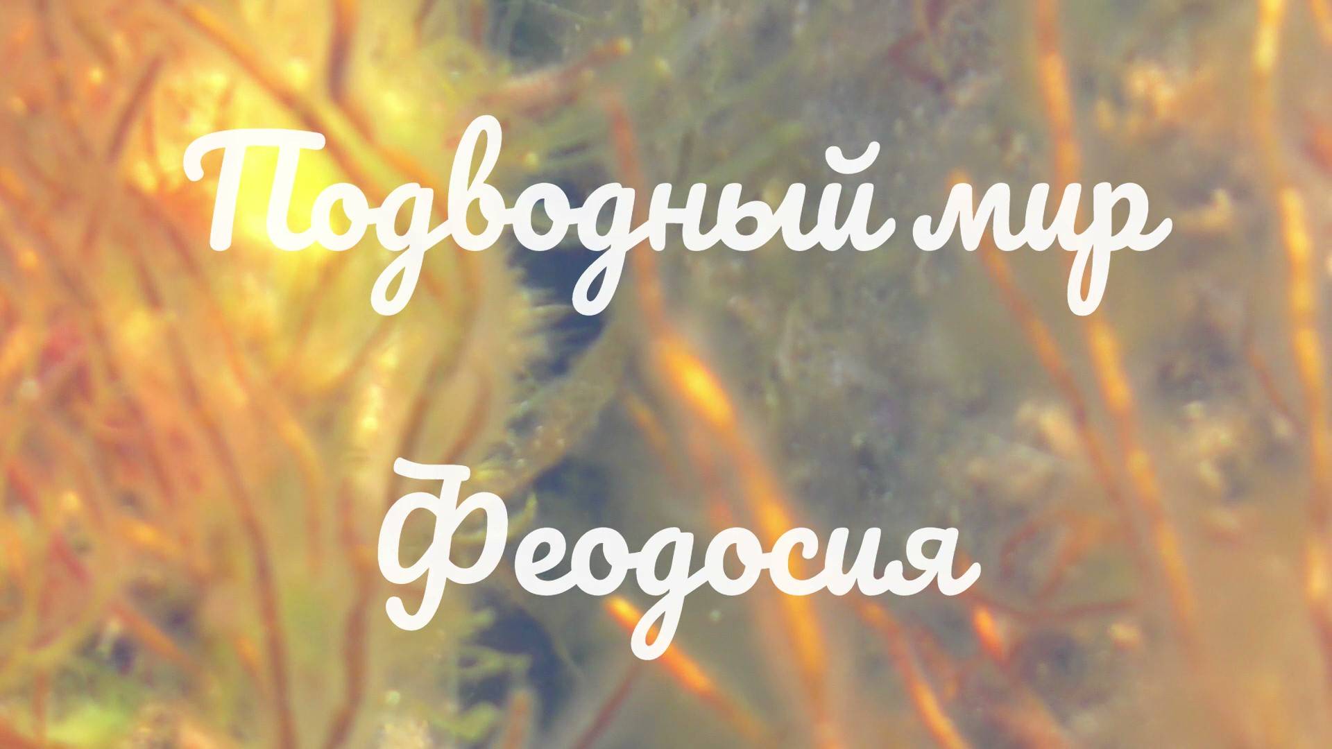 Подводный мир Феодосия