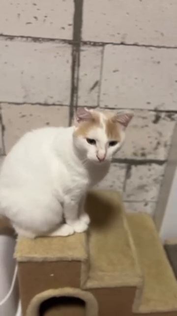 Империя кошек