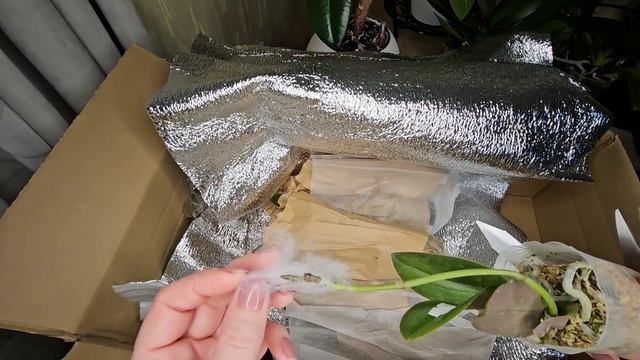 Розпаковка отриманих підлітків орхідей від Орхідеї с?