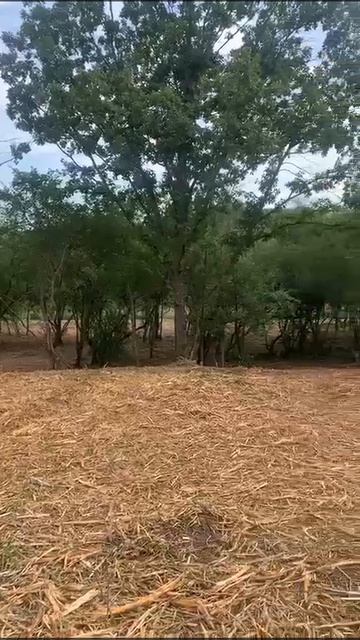 1000176043.mp4
