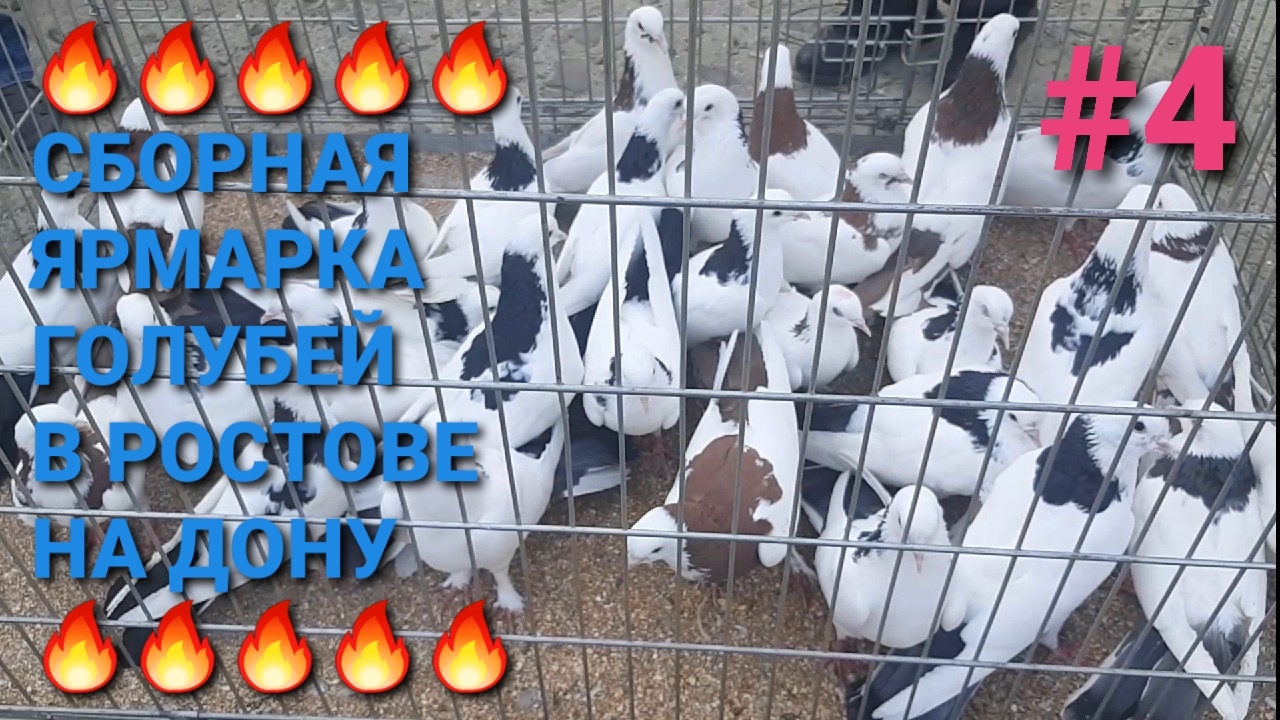 🔥🔥🔥 Сборная ярмарка голубей в Ростове на Дону. Птичий рынок 18.05.25. Pigeons Fair. Bird Market.