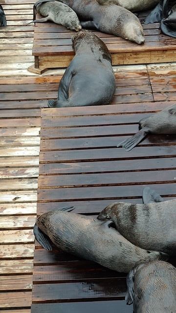 морские котики в природе