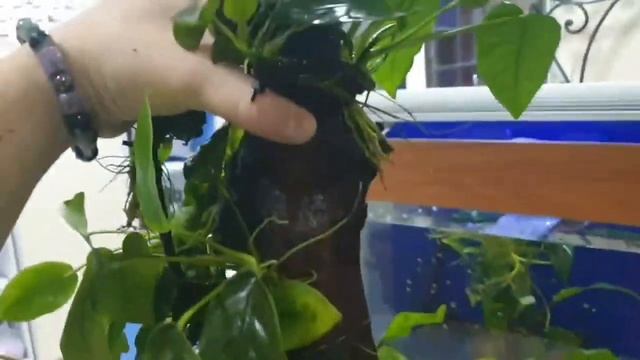 Озеленение пенька🌿