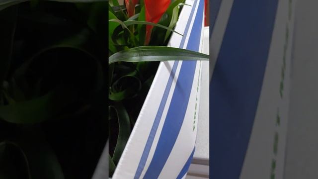 Получили новую цветы