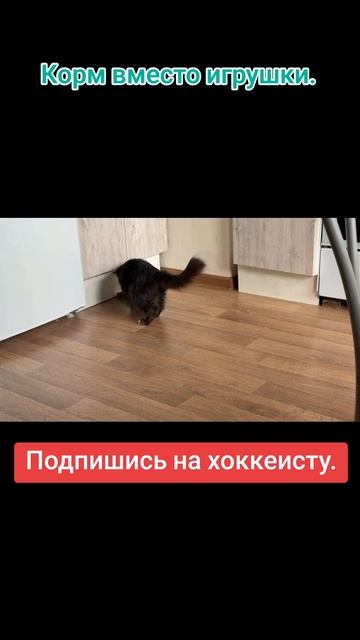 Когда корм вместо мячика