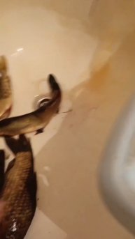 Приехал с рыбалочки 🐠🐋🐟