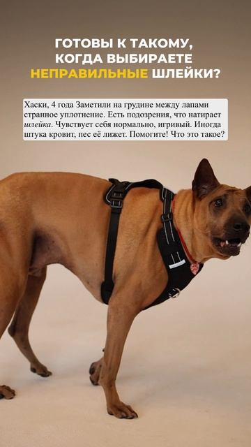 А как же выбрать правильную шлейку? 🤔