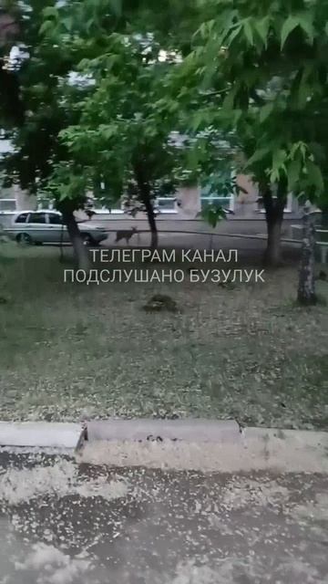 В Бузулуке бегают косули по городу