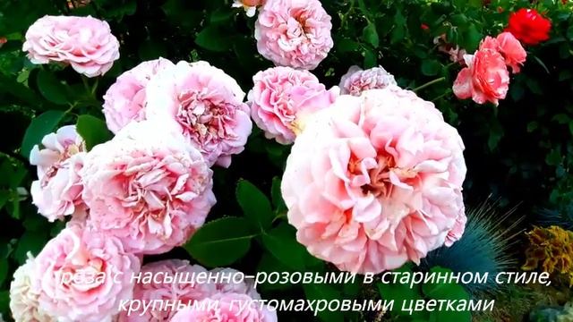 роза Ashley (Эшли), Laurent Cabrol (Лоран Каброль)
