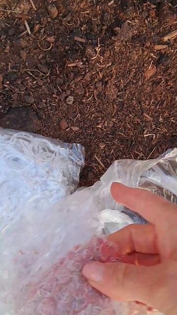 Купила клипсы для подвязки растений и зажим садовый(как шпилька, чтобы прикрепить растение к земле