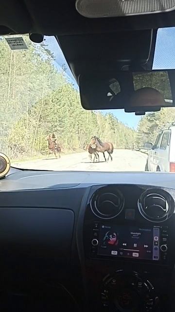 Лошади