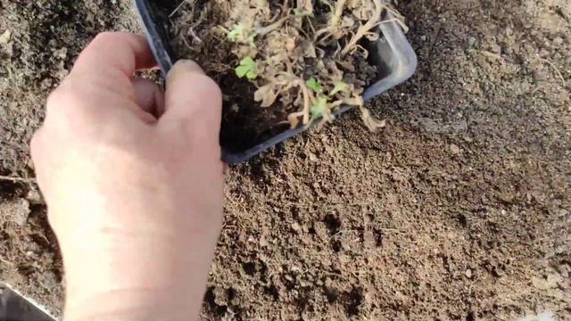 Огляд рослин після зими.. розсаджую маточники хризант?
