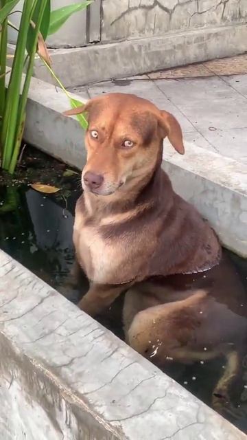 Собачий бассейн или собаки это тоже цветы жизни 😂