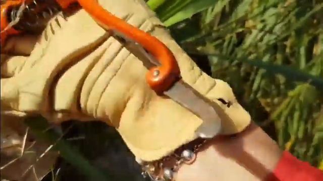 Юкка в саду  Стрижка