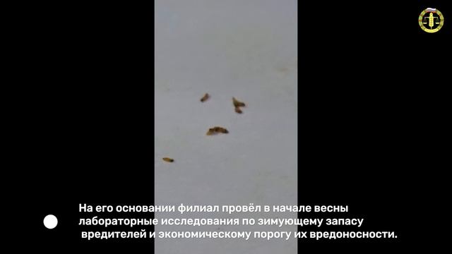 В Иркутске приступили к обработке деревьев и кустарников от горностаевой моли