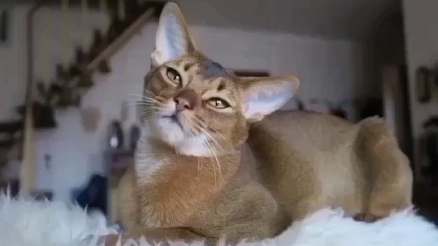 Гороскоп кошек: Кошка Весы.