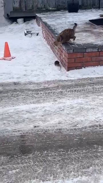 В погоне за крысой